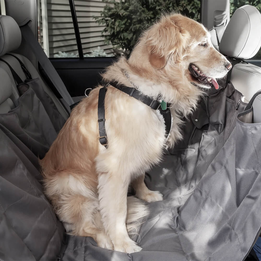 Dog sitting on a standard soft seat cover